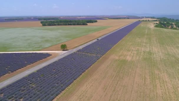 DRONE : Une voiture traverse de grands champs de blé et de lavande lors d'un road trip .