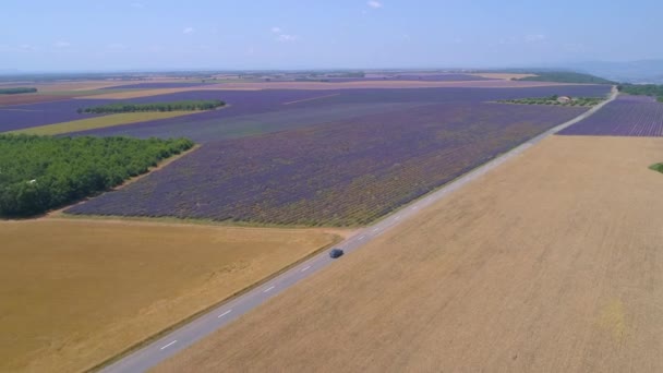 AERIAL Turistas en viaje por carretera pasan por campos de lavanda y trigo en Provenza — Vídeo de stock