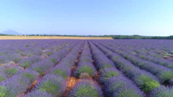 AERIAL: Vista panorâmica do drone da paisagem rural colorida na ensolarada Provença — Vídeo de Stock