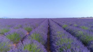 Manzaralı kırsal kesimde, canlı lavanta çalıları arasında uçuyorum.