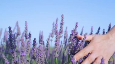 Turist kız elini aromatik menekşe lavanta çalılarının üzerine sürüyor..