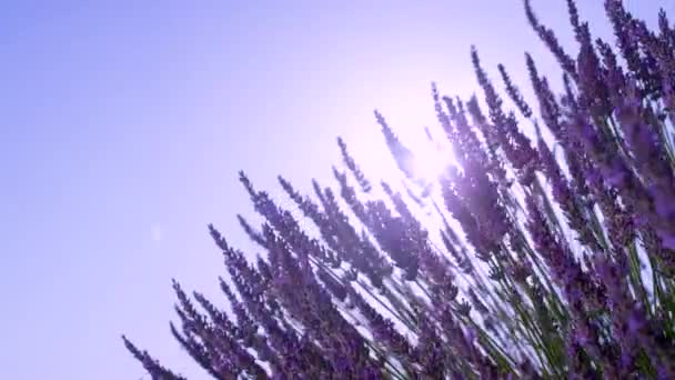 SLOW MOTION: Ljus sommar solstrålar lysa igenom blommande lavendel buske. — Stockvideo