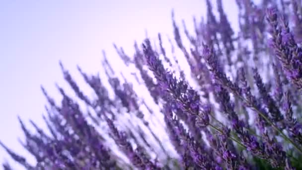 SUN FLARE: Jemný vítr houpe voňavé stonky levandule v malebné Provence — Stock video