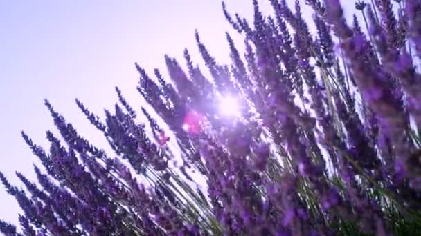 Parlak yaz güneşinde uzun aromatik lavanta sapları sallanıyor.. — Stok video