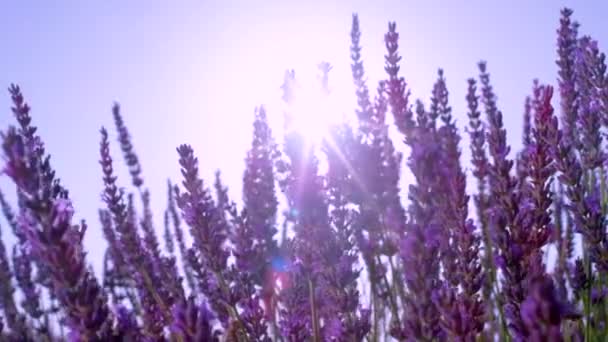 LENS FLARE: Zomerzonneschijn lichtgevende bijen vliegen rond lavendelstruik. — Stockvideo