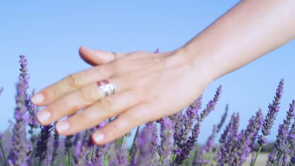 CLOSE UP: Unerkennbare junge Frau berührt sanft den aromatischen Lavendelstrauch. — Stockvideo