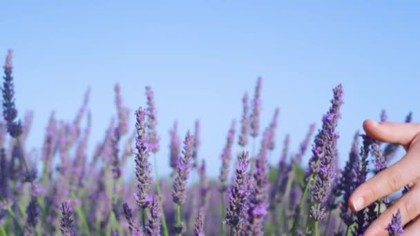 CLOSE UP: Unrecognizable young woman gently touches the fragrant lavender bush. — Stock Video