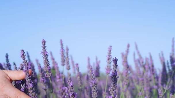 CERRAR: Mujer pasa su mano sobre los tallos de lavanda suavemente balanceándose en el viento — Vídeos de Stock