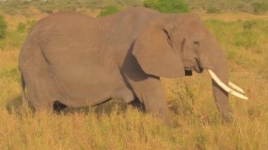 Büyük dişi fil, Afrika ovalarında otlanarak yürüyor.