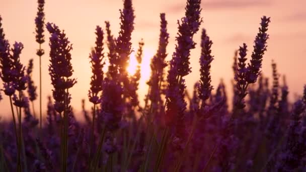 LENS FLARE: Scenisk bild av soluppgången belyser de aromatiska buskar av lavendel. — Stockvideo