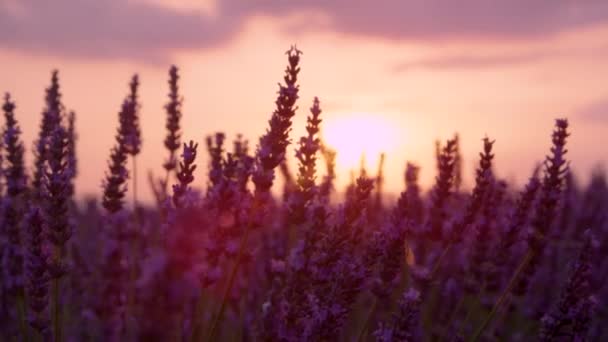 LENS FLARE, DOF: Večerní sluneční paprsky svítí na houpající se voňavé levandulové křoví. — Stock video