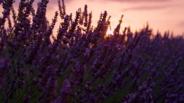 CLOSE UP Idyllisk utsikt över oändliga fält av lavendel på en vacker sommarkväll — Stockvideo