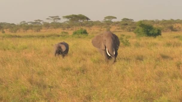 CLOSE UP: Moeder en baby olifant grazen op savanne grasland in de ochtend — Stockvideo