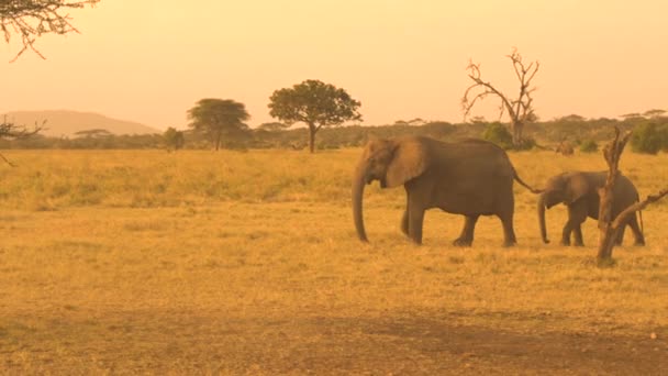 FERMER : Bébé éléphant jouant avec la queue de la mère sur magnifique coucher de soleil doré — Video