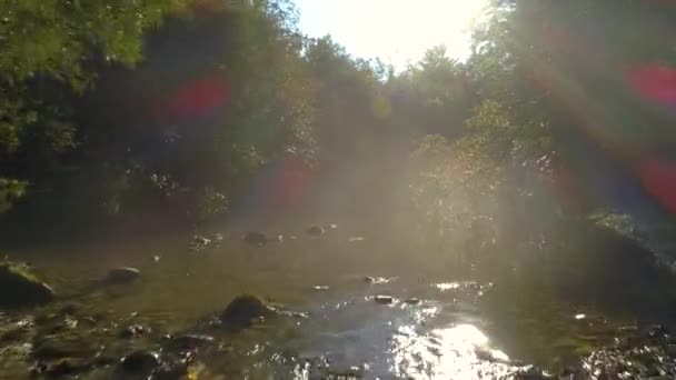 DRONE: Vårsolen sipprar genom trädkronorna och lyser upp en lugn flod — Stockvideo