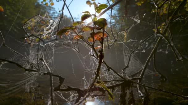 MACRO : Des rayons de soleil brillants brillent sur les toiles d'araignée enroulées autour des petites brindilles. — Video