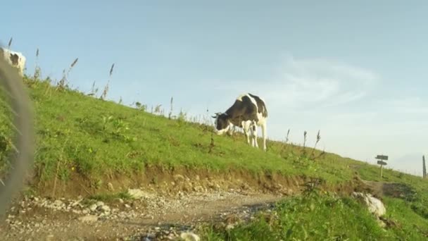 BAIXA ÂNGULO: Jovens turistas se divertindo andando de bicicleta passado vacas pastando . — Vídeo de Stock