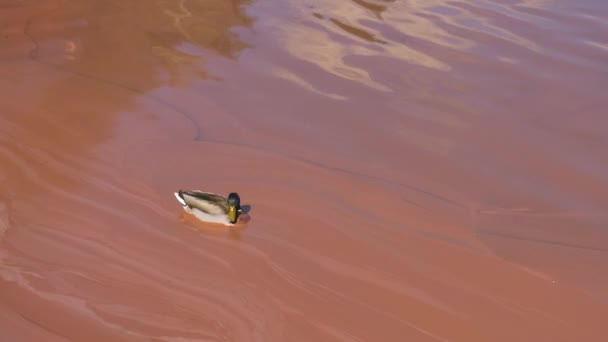 闭合：阳光明媚的日子，美丽的年轻野鸭在一个红色的湖面上游来游去. — 图库视频影像