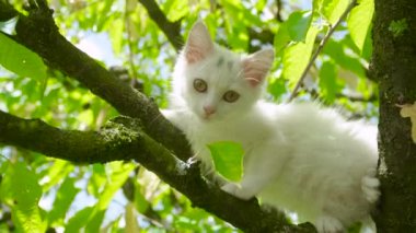 Sevimli pofuduk beyaz kedi yüksek bir ağaç dalından kameraya bakıyor..