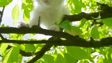 Meraklı beyaz kedi yavrusu büyük güneşli ağaç gölgesinin etrafına bakıyor..