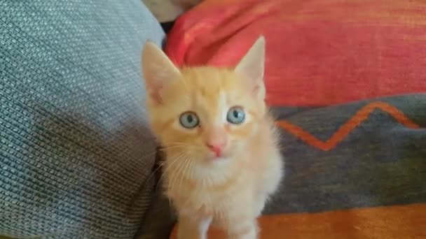 CLOSE UP: Playful orange kitten sitting on the couch plays with a toy mouse. — Stock Video