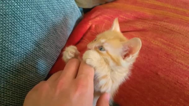 FERMER Adorable orange tabby chat grignote sur les doigts des filles tout en étant couché sur le canapé — Video