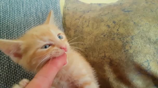 閉じる:素敵な小さなオレンジ色の赤ちゃん子猫の咬傷と爪ザ女性の指. — ストック動画