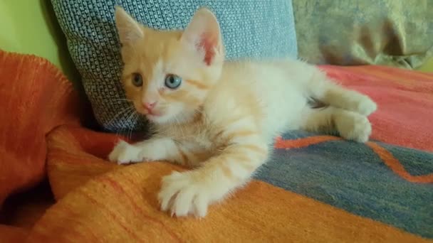 STÄNGA UPP: Bedårande kattunge ser runt lägenheten när du ligger på soffan. — Stockvideo