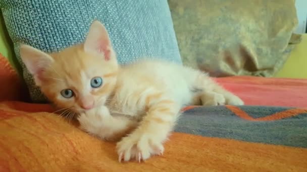 CLOSE UP: Söt orange baby kitty slickar sin lilla tass när du ligger på soffan. — Stockvideo