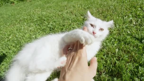 閉じる:若い白い猫が草原に横たわっている女の子の指で遊ぶ. — ストック動画