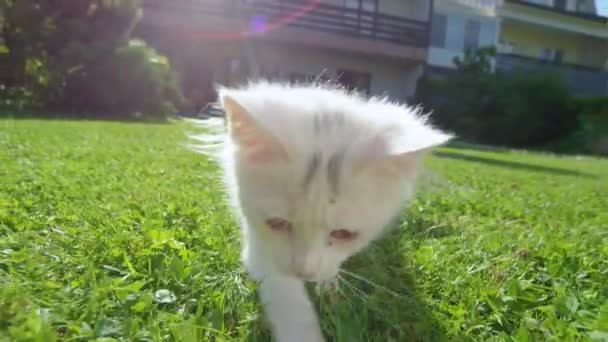 SLOW MOTION: Cute biały kotek biegnie po źdźbło trawy posiadanej przez właściciela. — Wideo stockowe