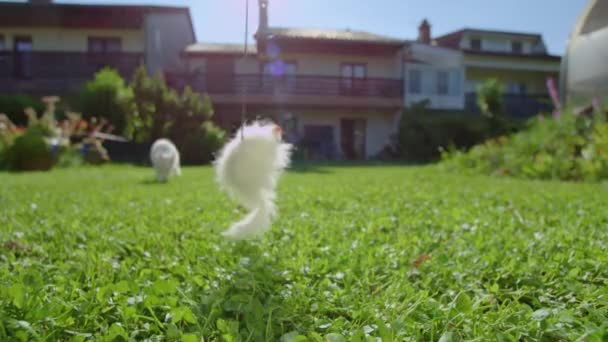 CLOSE UP: Симпатичный котенок бежит через двор к пушистой игрушечной мышке. — стоковое видео
