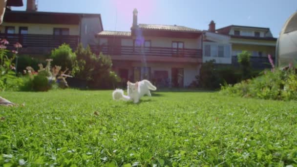 Неузнаваемая женщина дразнит очаровательного котенка пушистой игрушечной мышкой — стоковое видео