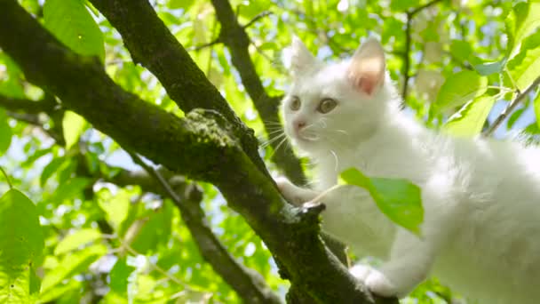 Bezárkózik: Bushy fehér ház macska mászik egy fa és néz körül napfényes kertben. — Stock videók