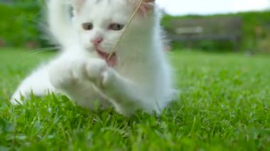 Sevimli yavru kedi, sahibinin tuttuğu bir ot sapını ısırmaya çalışıyor..
