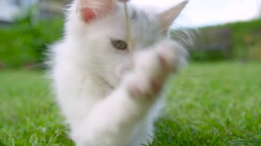 Cıvıl cıvıl beyaz kedi yavrusu tırmalamaya ve kuru bir ot sapını ısırmaya çalışıyor..