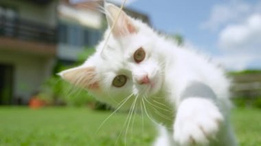 Yaklaş. Şirin beyaz kedi pençelerini küçük dişleriyle çimen sapını ısırmak için kullanır.
