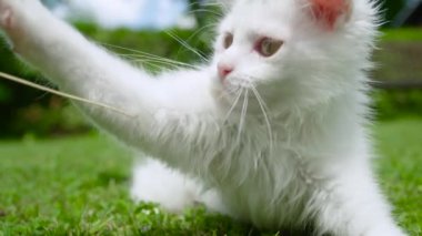 Bersagliera beyaz kedi yavrusu, sahibinin elinde tuttuğu çimlerle oynar..