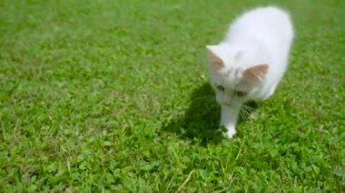 Neşeli beyaz kedi yavrusu güneşli bir günde arka bahçede bir dalı kovalıyor..
