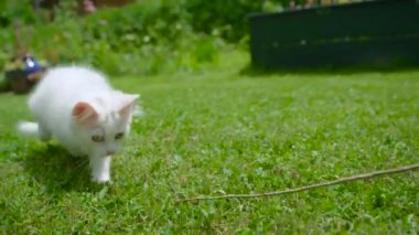 Genç beyaz kedi arka bahçede koşuyor ve bir dalı kovalıyor..