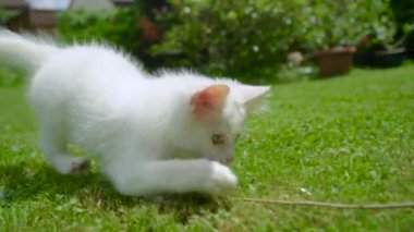 Oynayan tüylü kedi yavrusu arka bahçede hareket eden bir dal yakalamaya çalışıyor.