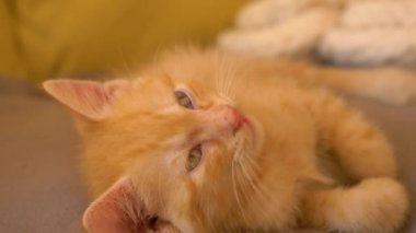 Kızıl kedi yavrusu kanepede uzun bir öğle uykusundan sonra esneyip miyavlıyor..