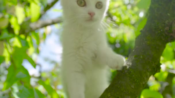 Pofuduk beyaz kedi güneşli bir bahar gününde arka bahçede ağaca tırmanıyor.. — Stok video