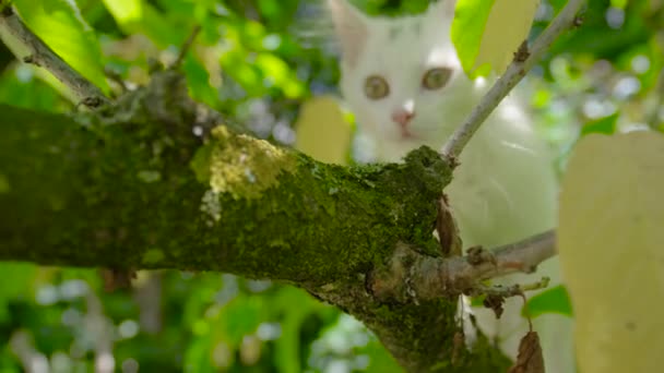CLOSE UP, DOF: Aranyos lövés kíváncsi fehér cica sétál egy mohó ág. — Stock videók
