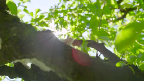 BOTTOM UP: Sweet little cat with white fur walks along a thick tree branch. — Stock Video