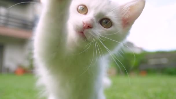 Movimiento lento: gato peludo del bebé blanco juega con una hoja de hierba en el patio trasero — Vídeos de Stock