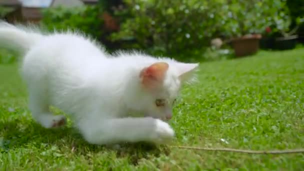 가까이 다가가라: 뒷마당을 돌아다니는 나뭇가지를 잡으려고 하는 장난기많은 털많은 새끼 고양이 — 비디오