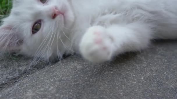 CLOSE UP: White cat lying on the ground and trying to touch the camera with paws — Stock Video