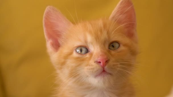 PORTRAIT, DOF: Curioso gatito jengibre bosteza y mira alrededor del apartamento vacío. — Vídeo de stock
