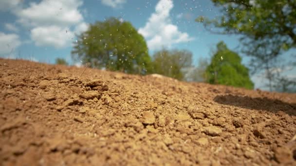 MACRO: Grass seeds fall through the air and onto the dry patch of fertile soil. — Stock Video